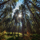 Illustration for article titled Humans Have Eliminated Half the World's Trees